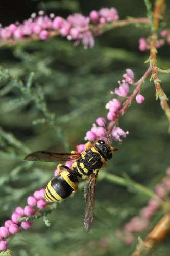 Ancistrocerus sp.